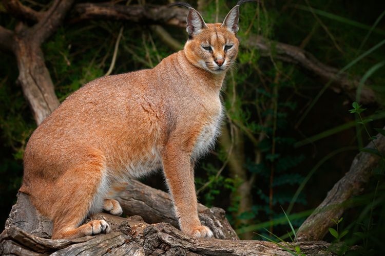 Kucing Merah Kalimantan: Petualangan Mencari Sang Elusif di Hutan Borneo