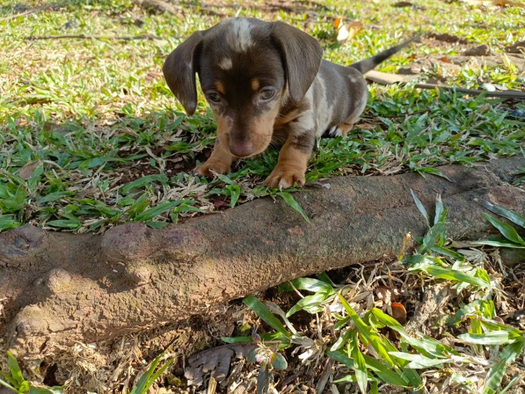 merawat Anjing Tekel