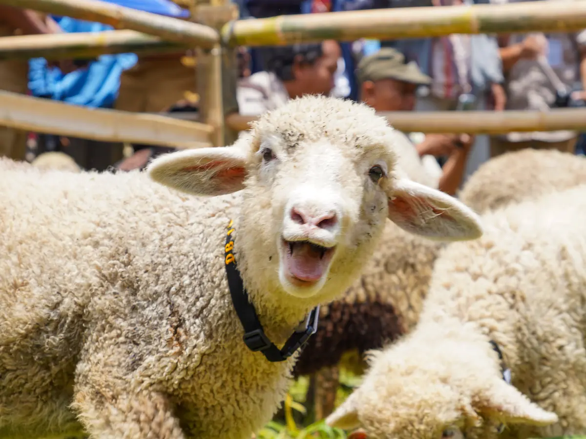 Domba Batur: Cerita, Pengalaman, dan Pelajaran dari Sang Raja Gunung