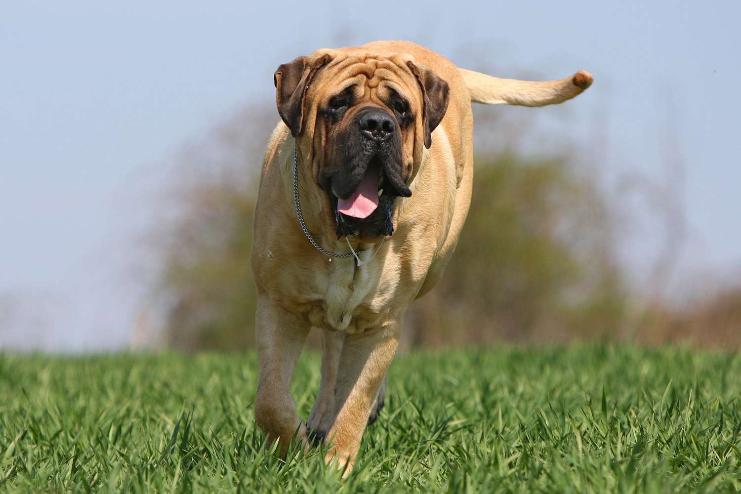 English Mastiff: Anjing Raksasa Penuh Kasih yang Jadi Sahabat Sejati