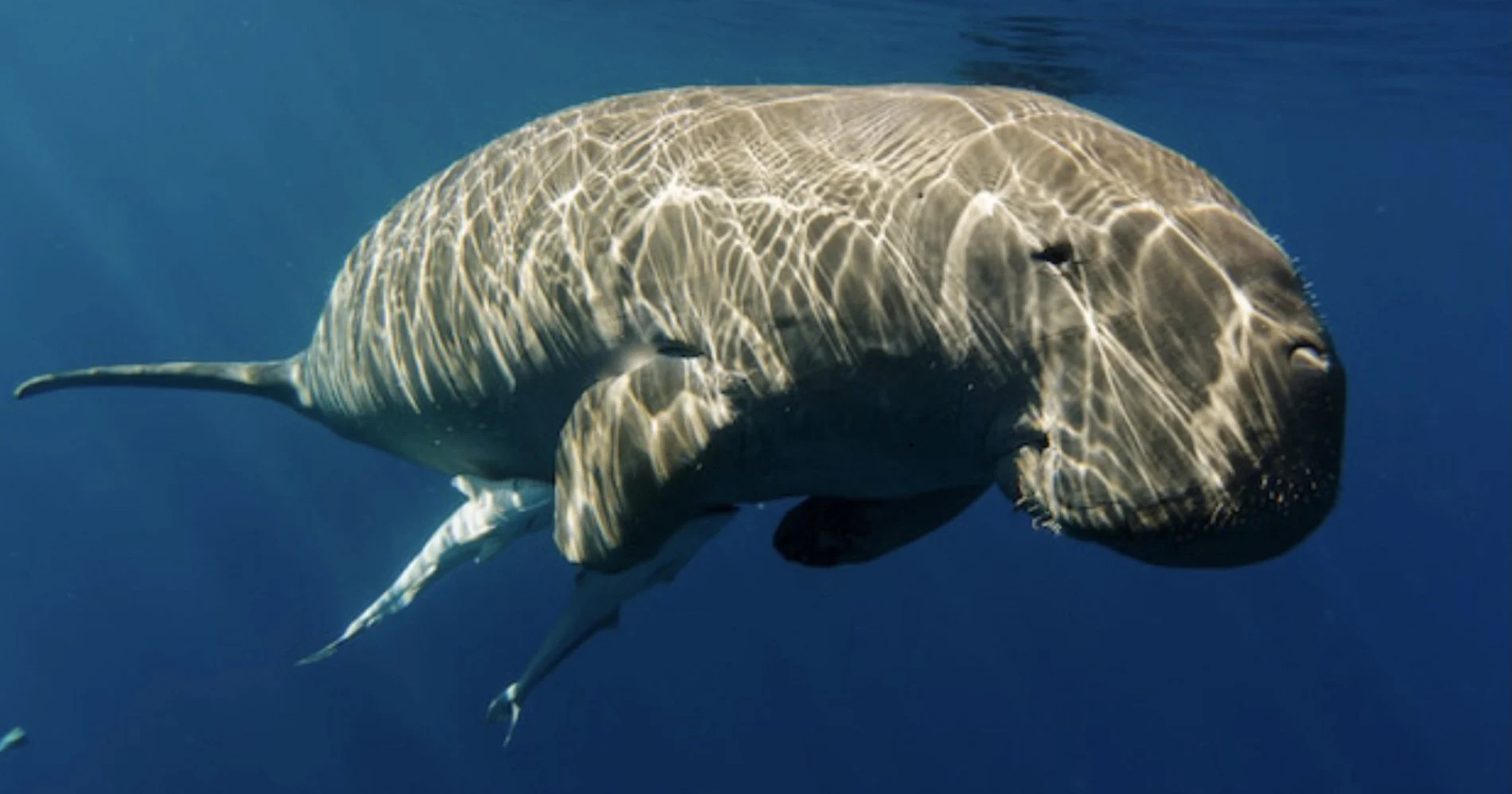 Dugong Laut: Satwa Laut yang Tenang dan Memikat