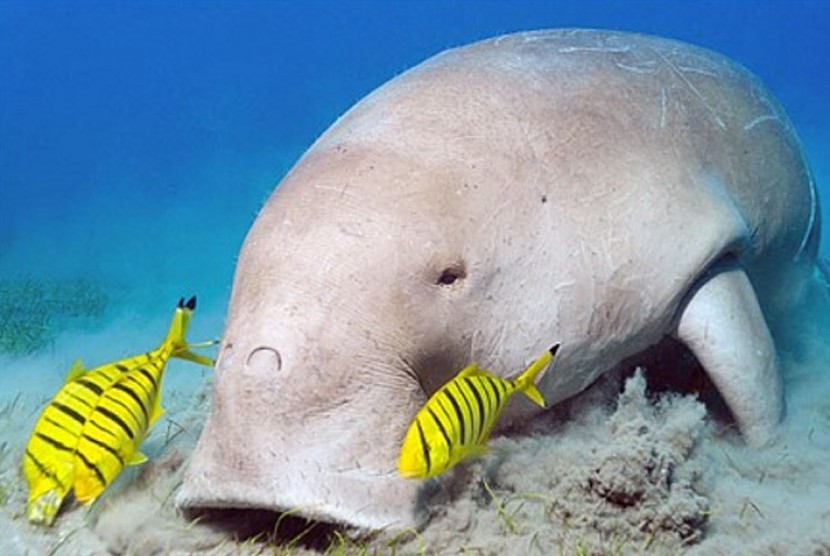 Dugong Laut