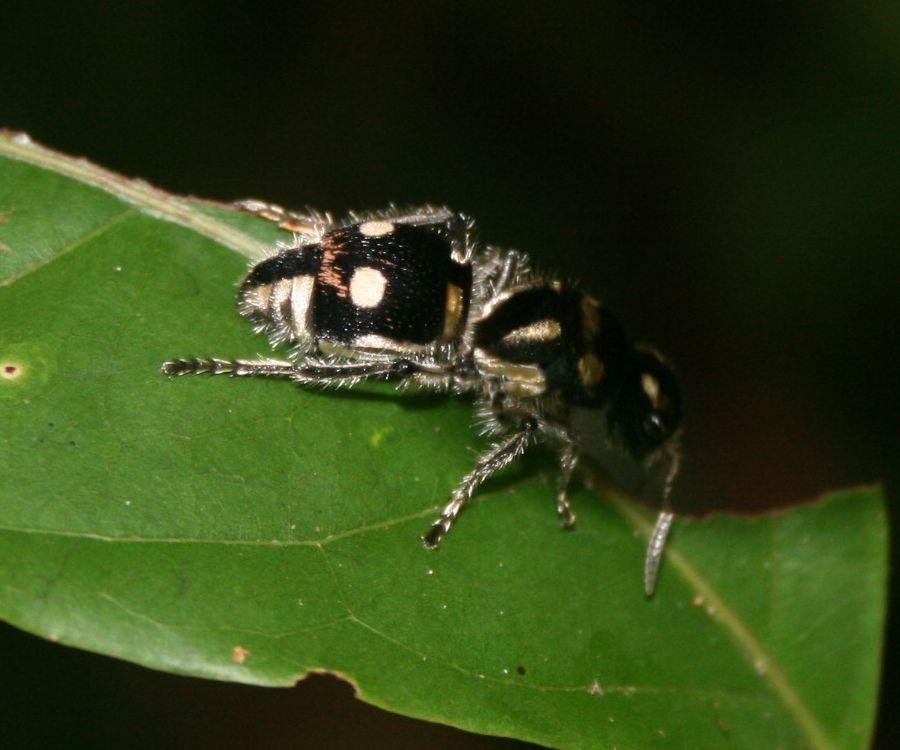 populasi Semut Panda