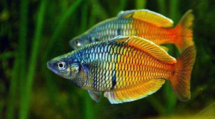 Mengenal Ikan Pelangi Boesemani