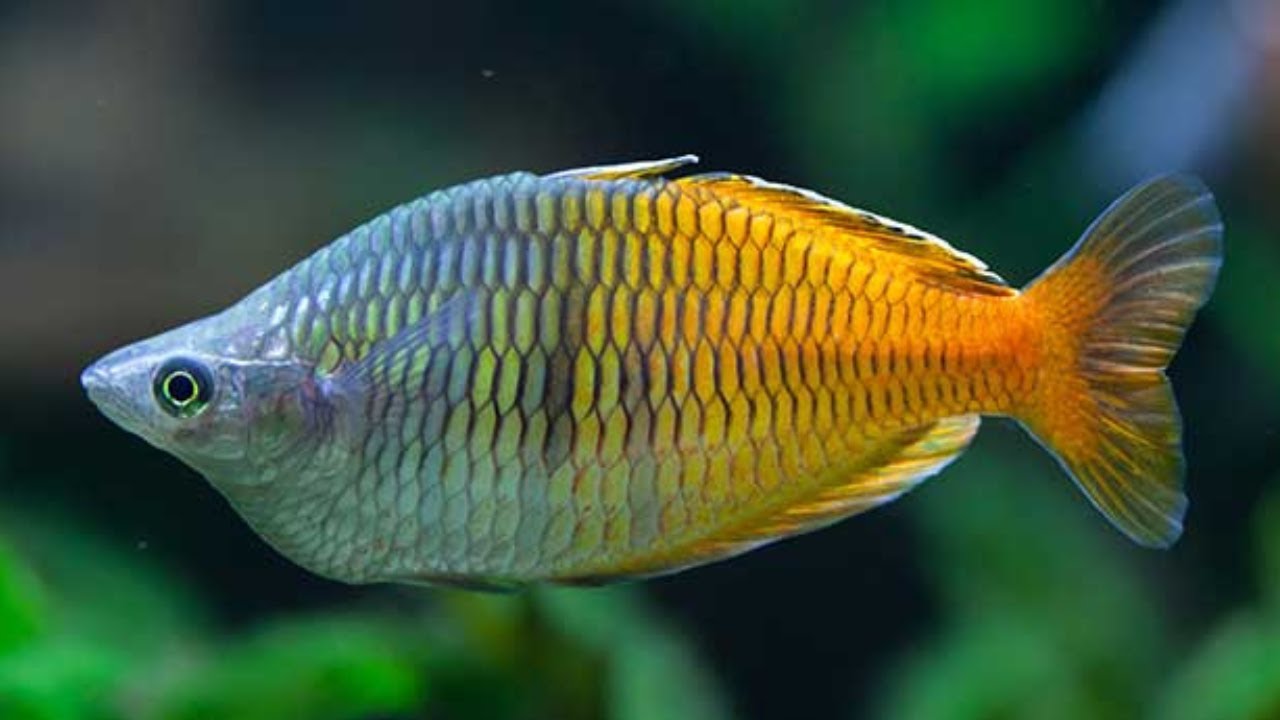 ikan Pelangi Boesemani