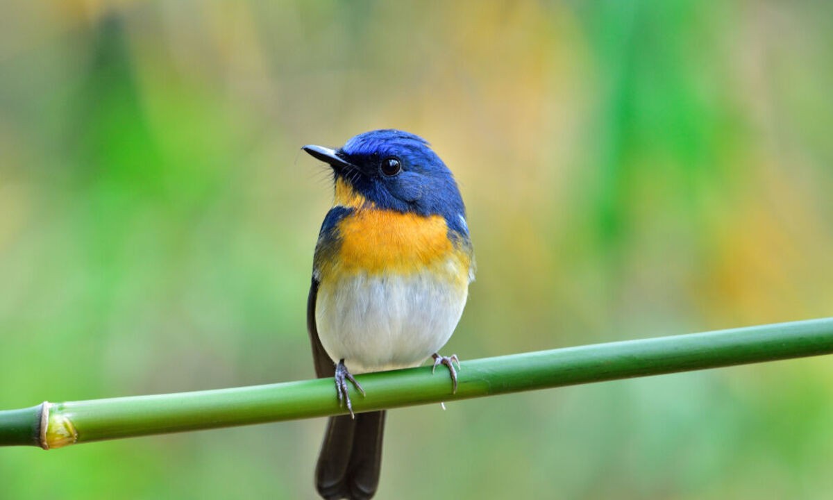 Status Kelangkaan dan Ancaman