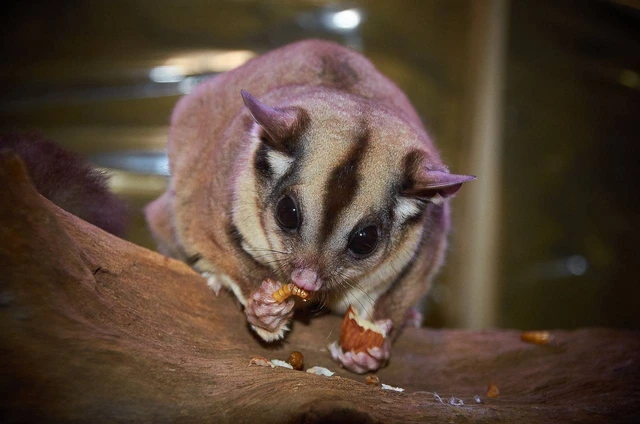 Habitat Alami Possum Layang di Alam Liar
