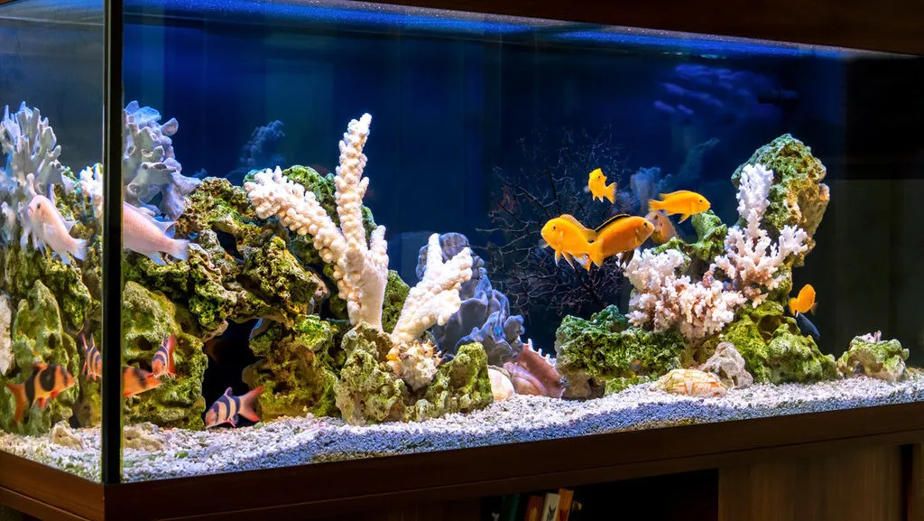 Mengapa Usaha Akuarium Semakin Menarik