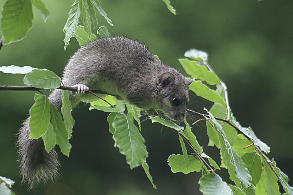Mengenal Glis Glis, Rodensia Unik yang Hobi Tidur Panjang
