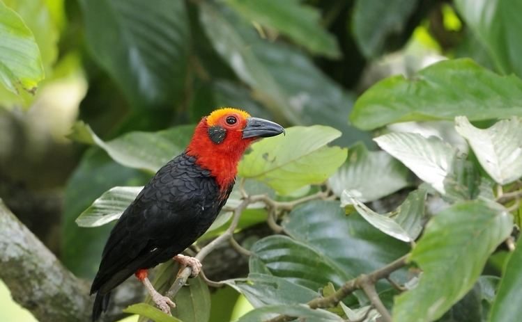 Bornean Bristlehead Kanopi Kalimantan
