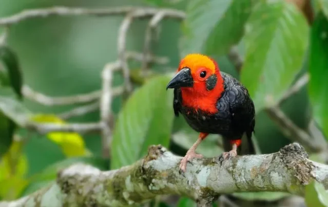 Bornean Bristlehead