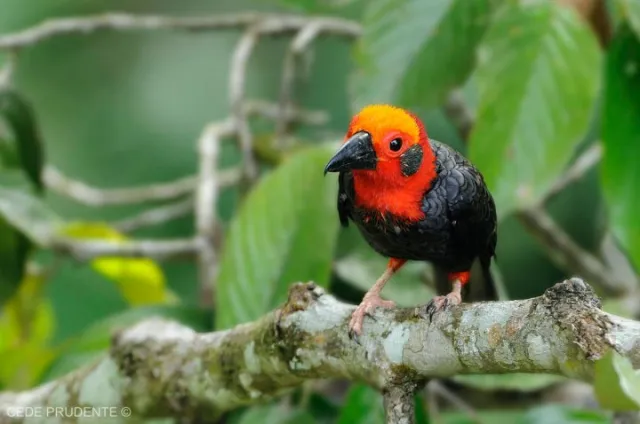 Bornean Bristlehead
