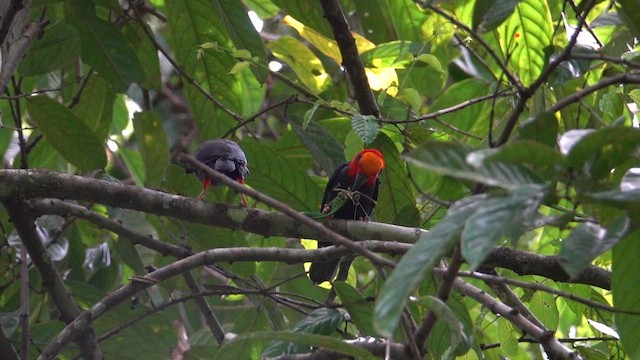 Kehidupan Sosial dan Suara yang Mengguncang Hutan