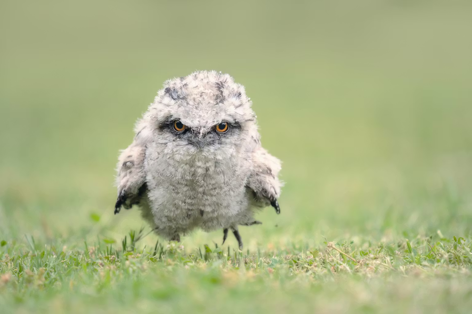 Mengenal Tawny Frogmouth Lebih Dekat