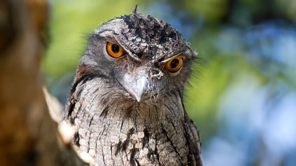 Tawny Frogmouth
