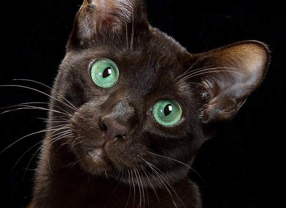 Asal Usul Kucing Havana Coklat yang Tidak Banyak Diketahui