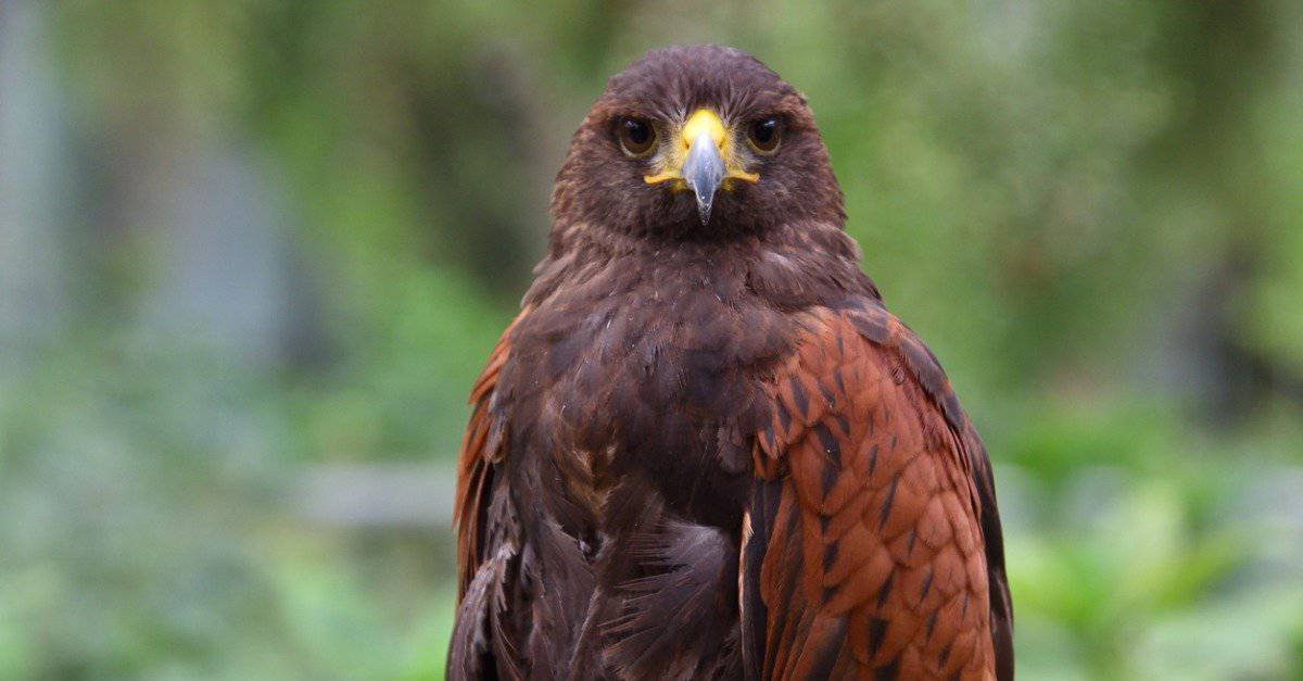 Elang Harris, Burung Pemburu Cerdas yang Kian Menarik Perhatian