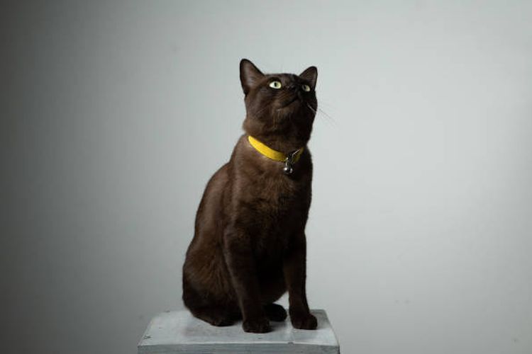 Harga Kucing Havana Coklat Bisa Sangat Tinggi