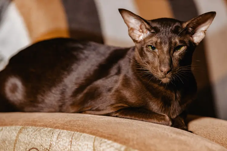 Kucing Havana Coklat