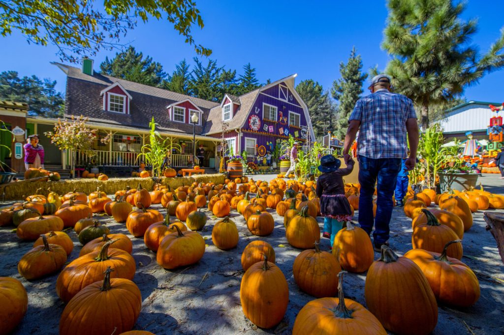 Harvest Festival
